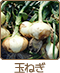 タマネギ